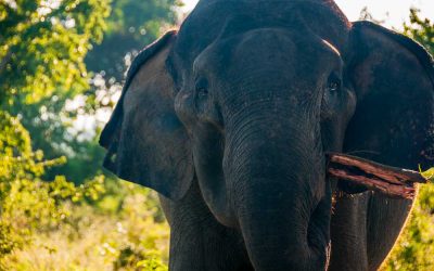 Travel by Lightfoot. December 2015. Following the Herd in Sri Lanka.