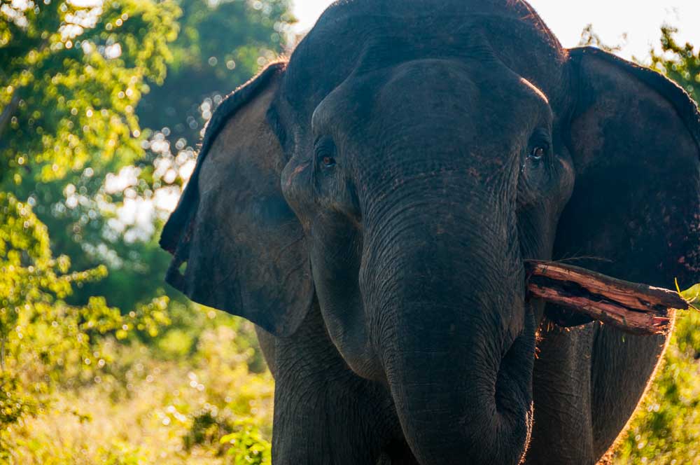 Travel by Lightfoot. December 2015. Following the Herd in Sri Lanka.