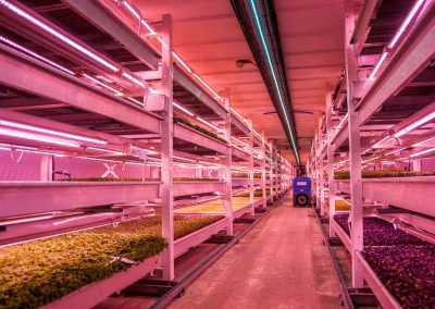 Underground farming using hydroponics in London