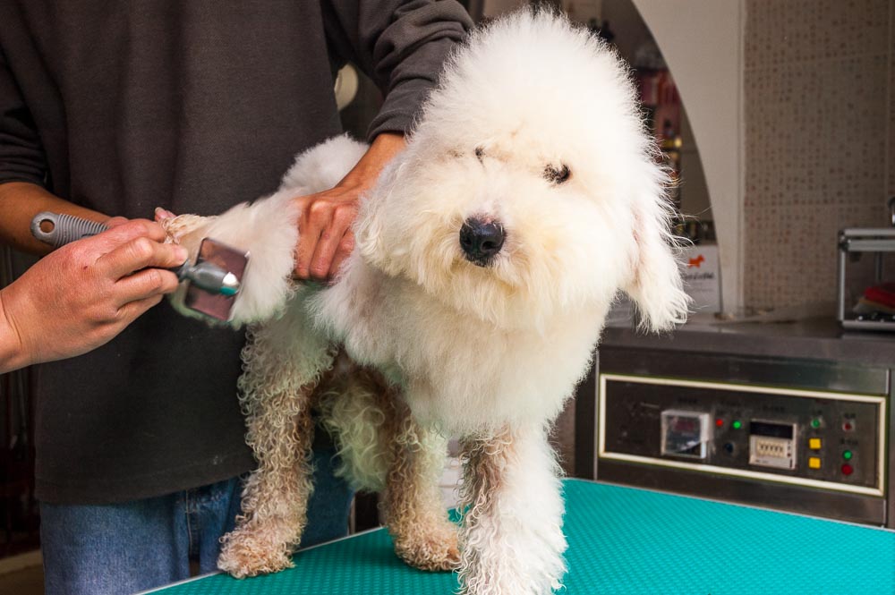 That’s Shanghai. Haute Dogs. Shanghai’s dog care industry.