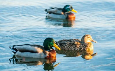 Time for businesses to get their ducks in a row